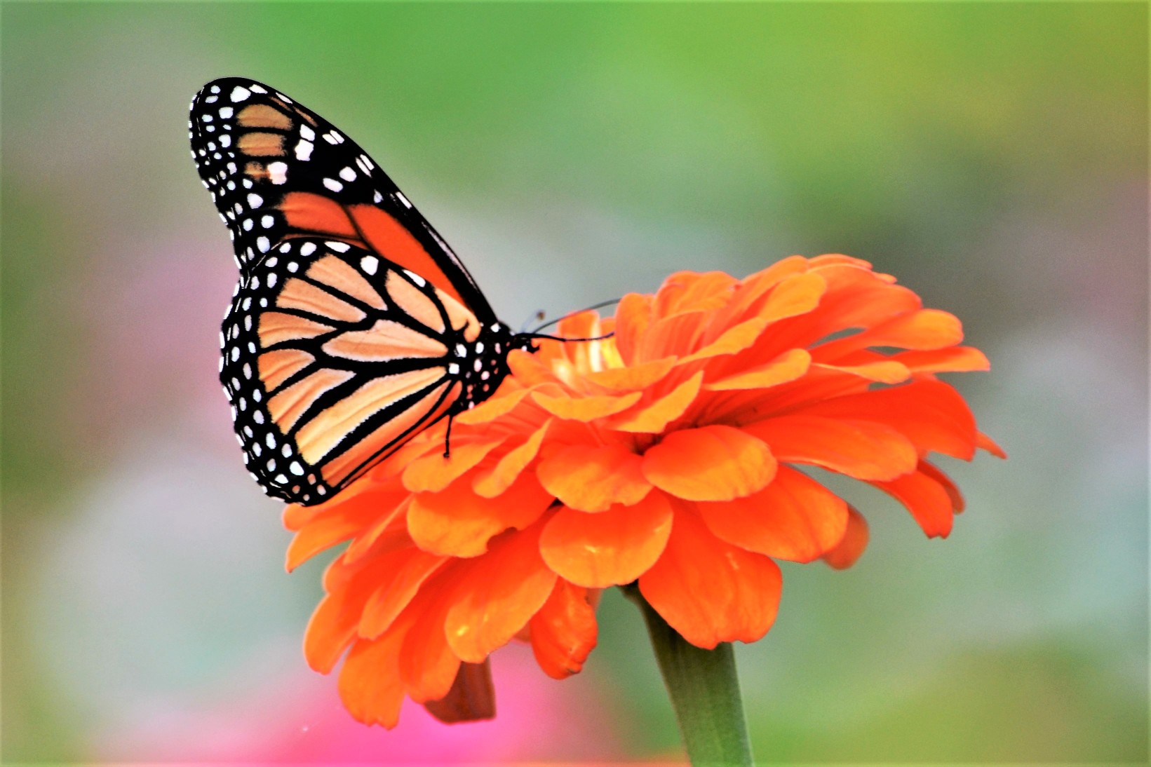 monarch-butterfly-on-an-orange-dahlia-flower-flowersphotography-flowersphoto-flowerstalking-flowerday_t20_GJKK8R